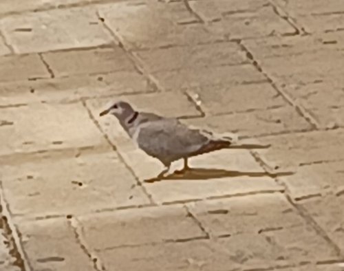Avistamiento Streptopelia decaocto