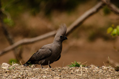 Corythaixoides concolor concolor