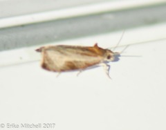 Olethreutes quadrifidum