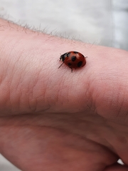 Coccinella septempunctata
