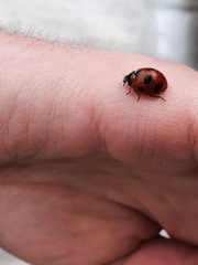 Coccinella septempunctata