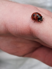 Coccinella septempunctata