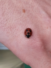 Coccinella septempunctata