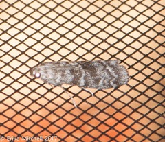 Ortholepis pasadamia