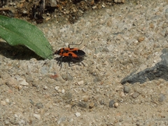 Lygaeus sjostedti