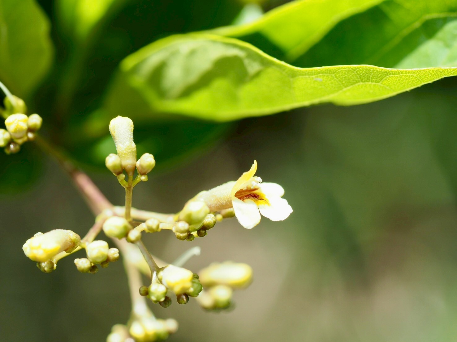 Imagem de Premna microphylla