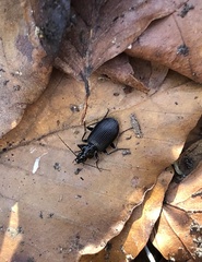 Limodromus