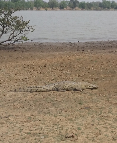 West African Crocodile