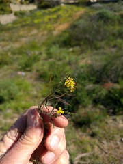 Descurainia pinnata glabra