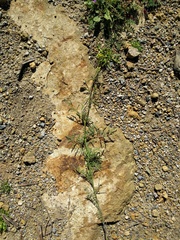 Descurainia pinnata glabra