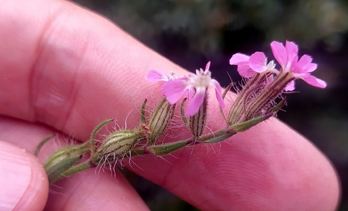 Small-flowered Catchfly