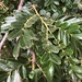 Cassia tomentella - Photo (c) Martin Bennett, μερικά δικαιώματα διατηρούνται (CC BY-NC), uploaded by Martin Bennett