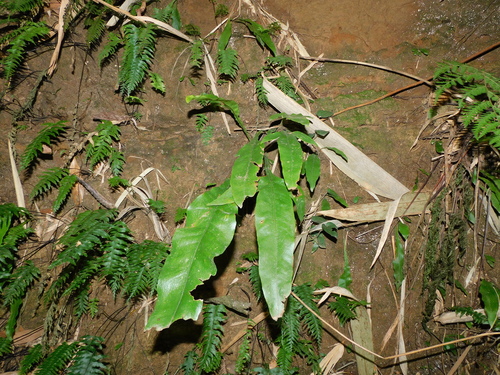 Leptochilus insignis observed 2026-02-24