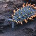 Holacanthella - Photo (c) Damien Brouste, some rights reserved (CC BY-NC), uploaded by Damien Brouste