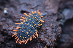 Holacanthella paucispinosa
