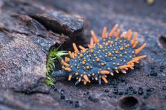 Holacanthella paucispinosa