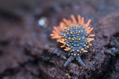 Holacanthella paucispinosa