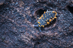 Holacanthella paucispinosa