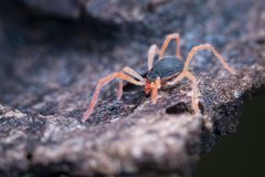 Eriorhynchus