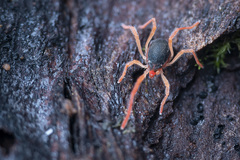 Eriorhynchus
