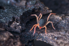 Eriorhynchus
