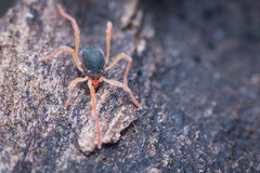 Eriorhynchus