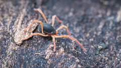 Eriorhynchus