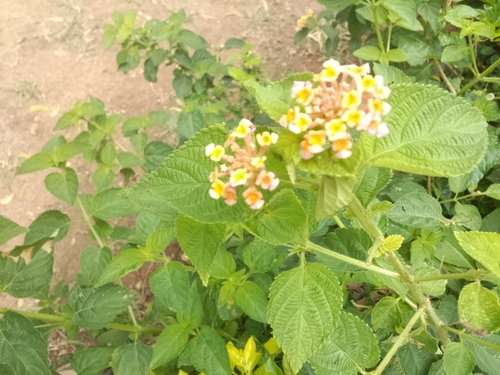 common lantana