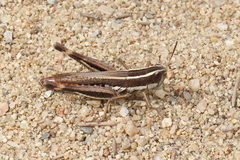 Macrotona australis