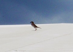 Passer domesticus
