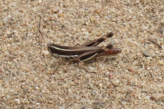 Macrotona australis