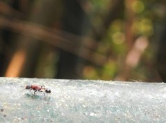 Dilobocondyla fouqueti