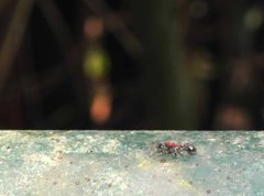 Dilobocondyla fouqueti