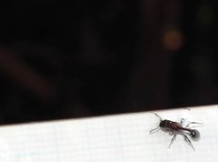 Dilobocondyla fouqueti