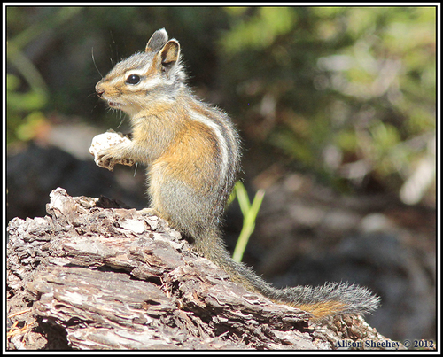 Allen's Chipmunk (Tamias senex) · iNaturalist