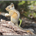 Allen's Chipmunk - Photo (c) Alison Sheehey, some rights reserved (CC BY-NC-ND), uploaded by Alison Sheehey