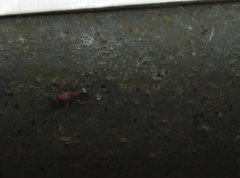 Dilobocondyla fouqueti