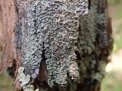 Psoroma asperellum