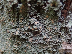 Psoroma asperellum