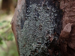 Psoroma asperellum