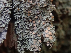 Psoroma asperellum