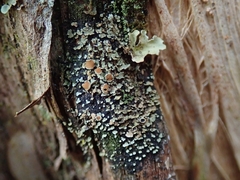 Psoroma asperellum