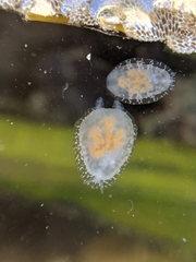 Corambe