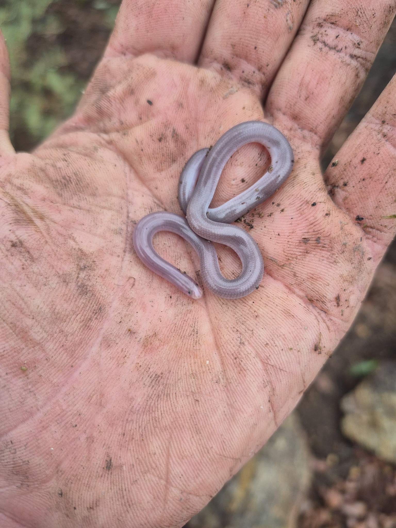 Southern Blind Snake photo 4