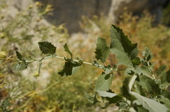 Atriplex rosea