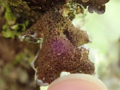 Pseudocyphellaria intricata