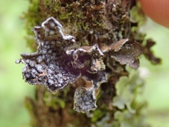 Pseudocyphellaria intricata