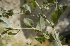 Atriplex rosea
