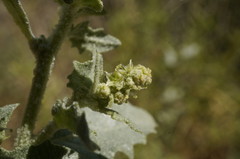 Atriplex rosea
