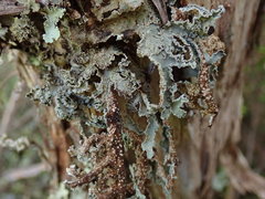 Pseudocyphellaria granulata